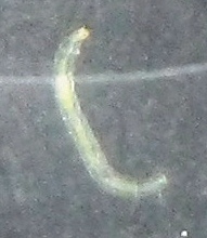 white worms for fishing